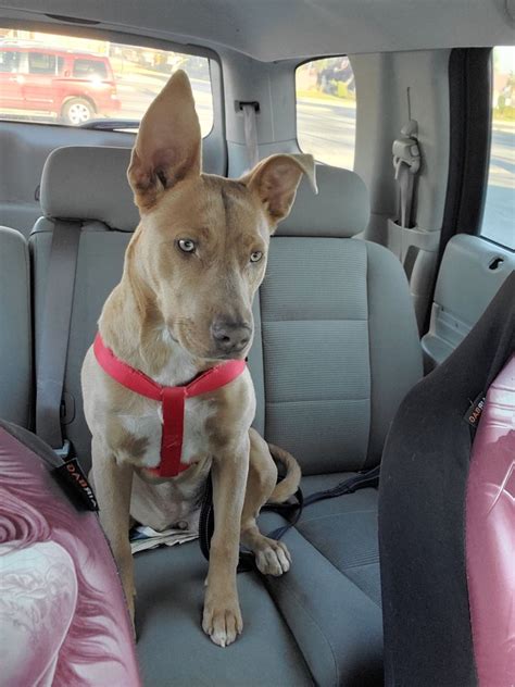 city of bakersfield animal care center|Bakersfield Animal Care Center still offering free .